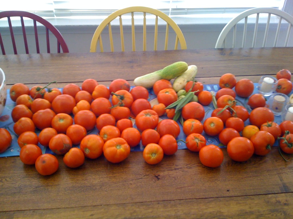 The Bounty The Bounty